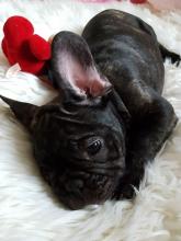 Продам щенка french bulldog - USA, Texas, Houston. Цена 600 долларов