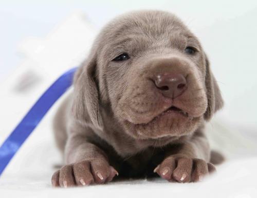 Продам щенка Веймаранер - Украина, Запорожье. Цена 750 евро
