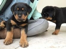 Puppies for sale rottweiler - Greece, Thessaloniki. Price 300 €