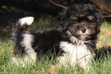 Puppies for sale havanese - Greece, Thessaloniki. Price 300 $