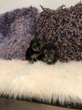 Puppies for sale yorkshire terrier - USA, Florida, Jacksonville. Price 490 $