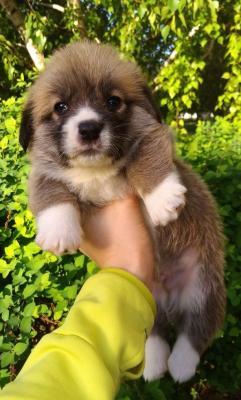 Продам щенка Вельш корги пемброк - Украина, Донецк. Цена 800 долларов