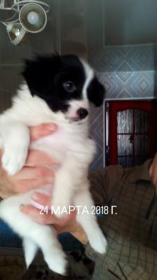 Продам щенка Папильон и фален - Беларусь, дзержинск. Цена 250 долларов