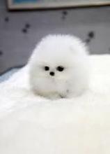 Puppies for sale pomeranian spitz - Germany, Bremen. Price 400 $