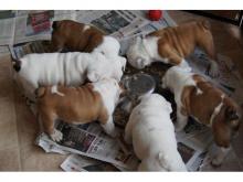 Puppies for sale english bulldog - Sweden, Vesteros. Price 500 $