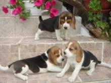 Puppies for sale beagle - Sweden, Leksand. Price 500 €