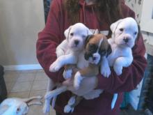 Puppies for sale boxer - Netherlands, Leiden. Price 500 $
