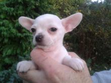 Puppies for sale chihuahua - Italy, Rome. Price 500 €