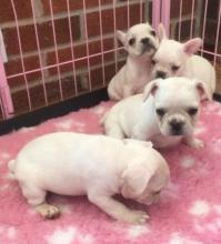 Puppies for sale french bulldog - Georgia, Georgia. Price 500 €