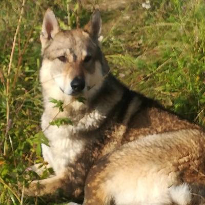 Пропала собака Западносибирская лайка - Россия, Пущино