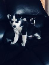 Puppies for sale other breed - Denmark, Aalborg