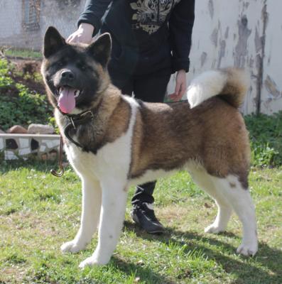Продам щенка Большая японская собака - Россия, Псков. Цена 50000 рублей