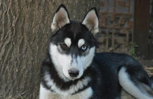 Продам щенка Хаски, Сибирский хаски - Украина, Киев. Цена 4000 гривен