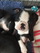 Puppies for sale boston terrier - Bulgaria, Sofia