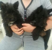 Puppies for sale scotch-terrier - Lithuania, Kaunas