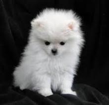 Puppies for sale pomeranian spitz - Finland, Pori. Price 750 €