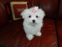 Puppies for sale maltese - Denmark, Aarhus. Price 300 €