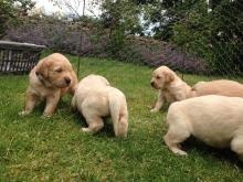 Puppies for sale golden retriever - Poland, Czestochowa. Price 250 €