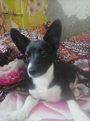 Найдена собака , корги - Россия, Нижний Тагил