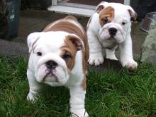 Puppies for sale english bulldog - Germany, Brandenburg. Price 300 $