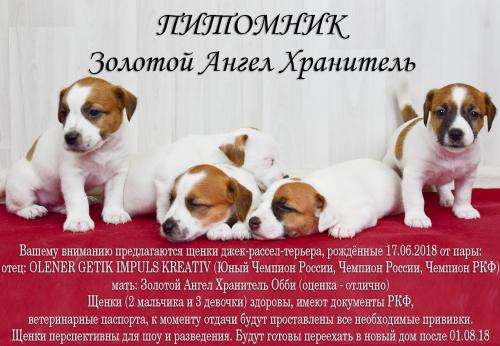 Продам щенка Джек-рассел-терьер - Россия, Екатеринбург. Цена 25000 рублей