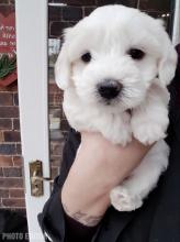 Puppies for sale maltese - USA, Massachusetts