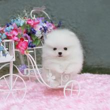 Puppies for sale pomeranian spitz - Ukraine, Donetsk