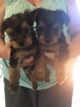 Puppies for sale yorkshire terrier - Tajikistan, Kulyab