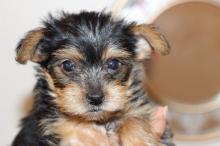 Puppies for sale yorkshire terrier - Moldova, Bender