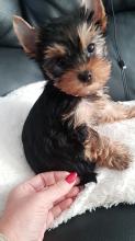 Puppies for sale yorkshire terrier - Uzbekistan, Nukus