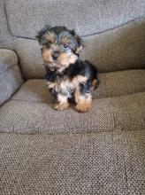 Puppies for sale yorkshire terrier - Uzbekistan, Tashkent