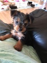 Puppies for sale yorkshire terrier - Moldova, Chisinau