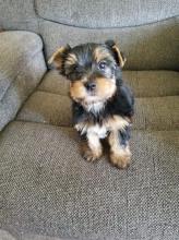 Puppies for sale yorkshire terrier - Moldova, Balti