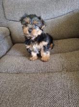 Puppies for sale yorkshire terrier - Georgia, Georgia