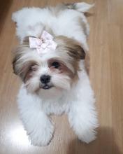 Puppies for sale shih tzu - United Kingdom, London. Price 200 €