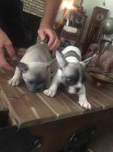 Puppies for sale french bulldog - Germany, Munich