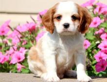 Puppies for sale king charles spaniel - Portugal, Lisbon