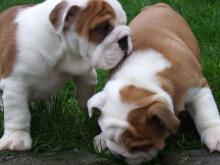 Puppies for sale english bulldog - Uzbekistan, Namangan