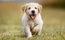 Puppies for sale golden retriever - France, Paris. Price 500 $