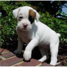 Puppies for sale boxer - Belgium, Brussels. Price 300 €