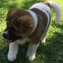 Puppies for sale akita - Greece, Patra. Price 300 €