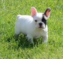 Puppies for sale french bulldog - Belgium, Gant