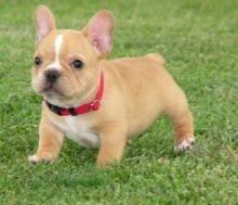 Puppies for sale french bulldog - Greece, Larissa