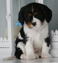 Puppies for sale other breed - Lithuania, Jonishkis