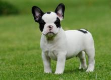 Puppies for sale french bulldog - Sweden, Vesteros