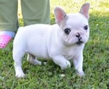 Puppies for sale french bulldog - Lithuania, Utena