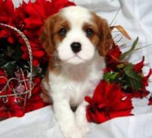 Puppies for sale other breed - Russia, Tula