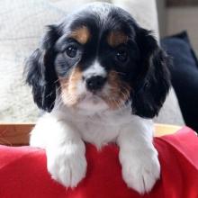 Puppies for sale other breed - Russia, Tver