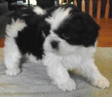 Puppies for sale shih tzu - Denmark, Aalborg