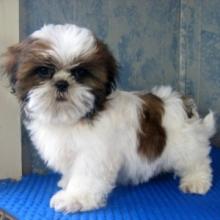 Puppies for sale shih tzu - Greece, Piraeus